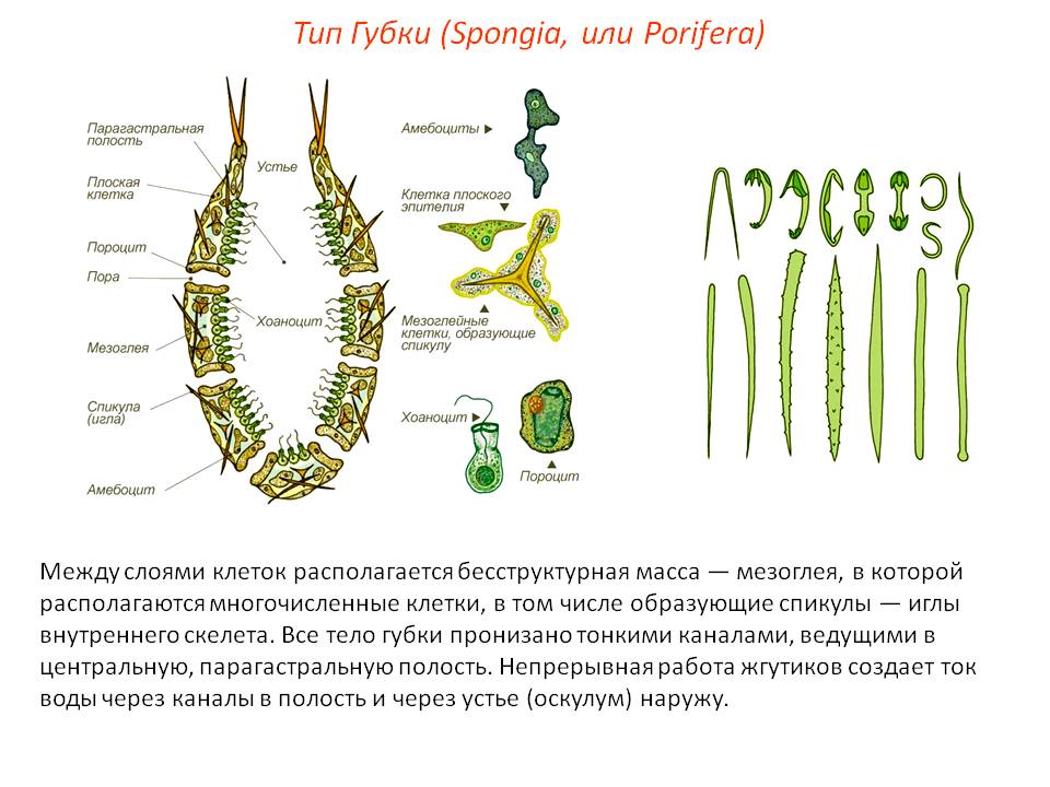 Сайт kraken зеркала